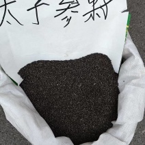 太子参种子