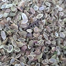 张家口防风种子