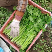 本地新鲜芹菜大量上市产地一手货源支持物流发货质量好