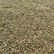 油茶果