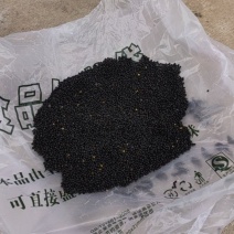 新疆昭苏油菜籽