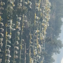 金丝皇菊菊花