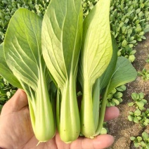【推荐】曹县上海青基地直发/视频看货/对接商超批发市场