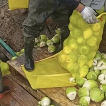 大量现货芥菜，支持散装水洗