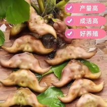 菱角青菱角红菱角种子两角菱角老菱角牛角菱角种苗