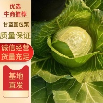 精品铁头甘蓝物美价廉，保质保量，诚信经营，欢迎合作