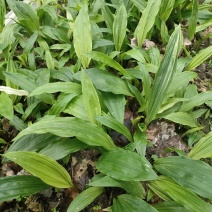 毛慈菇苗，紫花宽叶，产地自供免费提供种植技术指导