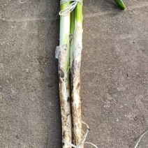 长白大葱和铁杆毛葱