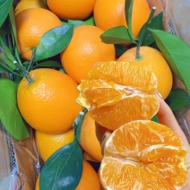 赣南脐橙大量上市品种好糖分高电商批发商超一件代发