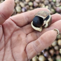 湘林小籽油茶果出售