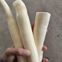 广西灵山华南9号木薯
