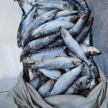 新到小青鱼2.5-3两特价2块多钱一斤