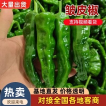 广东精品皱皮椒，产地直发，当天采摘，品质保证，大量供应。
