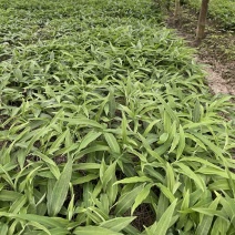 黄精苗
