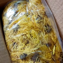 金丝菊