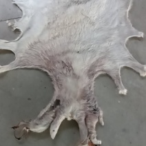 山羊皮绵羊皮出售