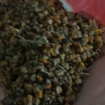 金寨野菊花