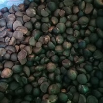 本地油茶籽，油质好，出油率高，无霉变，纯绿色食品，