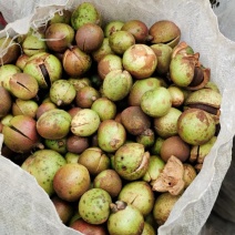 本地深山老树油茶籽，鲜果，油质好，出油率高。