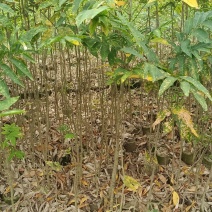 精品无患子杯苗袋苗，基地直发，自产自销价格优惠