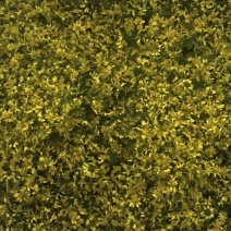野菊花