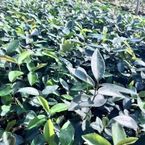 岺溪软枝白花油茶苗