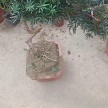 拿弯贵妃罗汉松