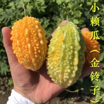 癞葡萄小癞瓜种子肉质香甜结果多农家菜园四季阳台盆栽蔬菜