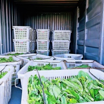 白菜苔15-20公分一级