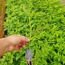 九星叶花卉种苗货源充足产地发货量大从优品质保证欢迎联系
