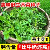 荠菜种子野生荠菜种子大叶荠菜荠菜阳台盆栽