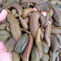 水蛭菲牛蛭鲜货基地直供品质优存活率高可视频看货支持整车