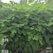 檫木杯苗裸根苗