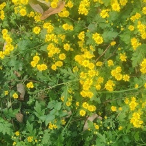 野菊花