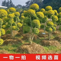 亮晶造型树庭院园林花镜绿植设计搭配别墅造景盆景