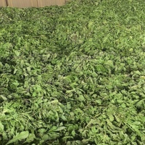 蔬菜，野生荠菜，荠菜工厂货，大量供应源头供应商