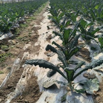 皱纹菜皱叶菜恐龙菜费菜自家基地一手货源承接酒店餐饮批发