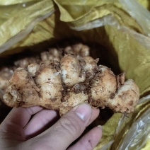阳春沙姜