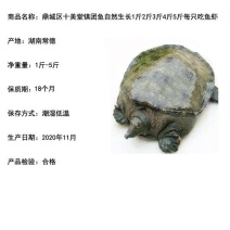 汉寿中华鳖常德甲鱼。外塘仿生态养殖