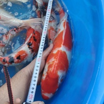 锦鲤一斤到三斤左右不等大小都有***********