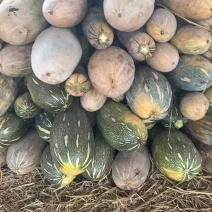 养殖南瓜/加工厂南瓜/电商南瓜/食堂南瓜