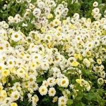 杭白菊