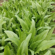 刚刚上市的油麦菜欢迎采购合作共赢共享时代
