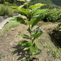 木荷容器苗，苗场一手货源，诚信经营，量大从优，欢迎来电洽谈