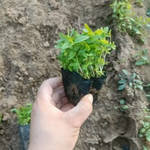 绿化苗木，千屈菜，千屈菜基地！本合作社提供一条龙服务