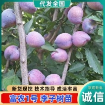 吉林省四平市梨树县，富农1号李子树苗正在火热起订中