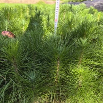 马尾松容器苗，高度20-80厘米！