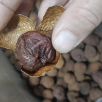 .广西博白鸡嘴荔枝干无硫材火烤软糯香甜批发零售