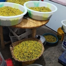 野菊花