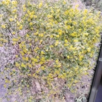 野菊花